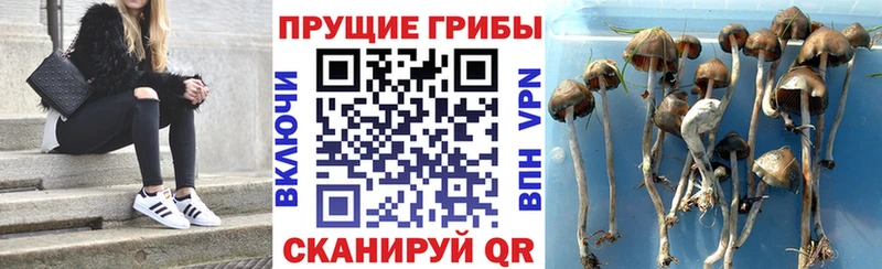 Псилоцибиновые грибы мухоморы  ОМГ ОМГ tor  Коммунар 